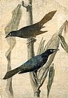 John James Audubon Purple Grackle painting